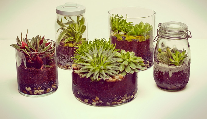 A mini garden for you!