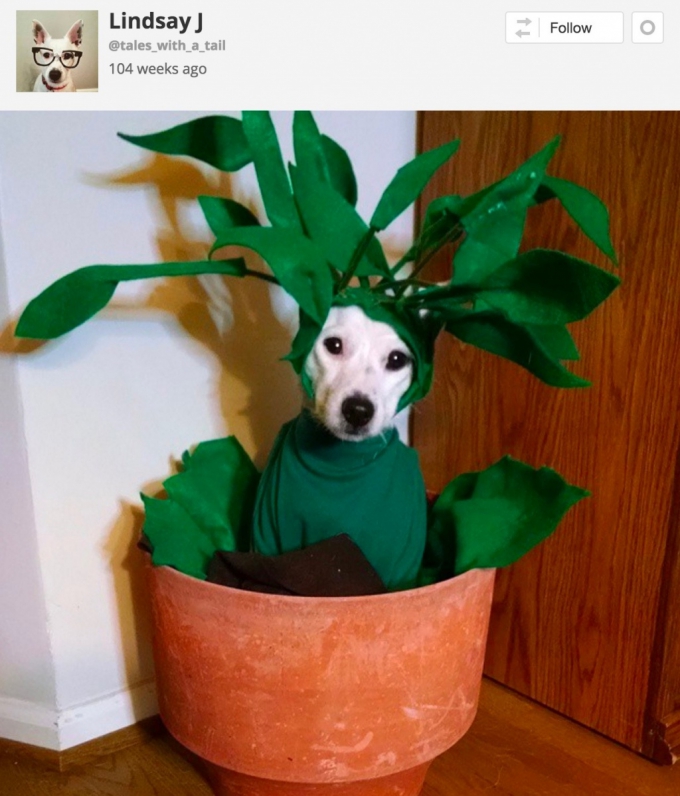 24 of the most adorable Halloween pet costumes that will