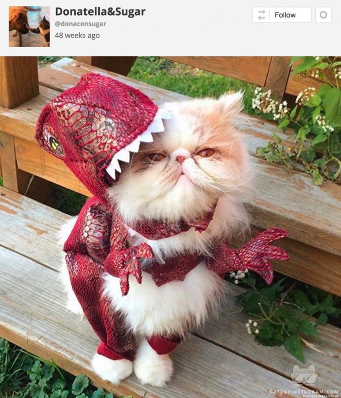 24 of the most adorable Halloween pet costumes that will make you wish