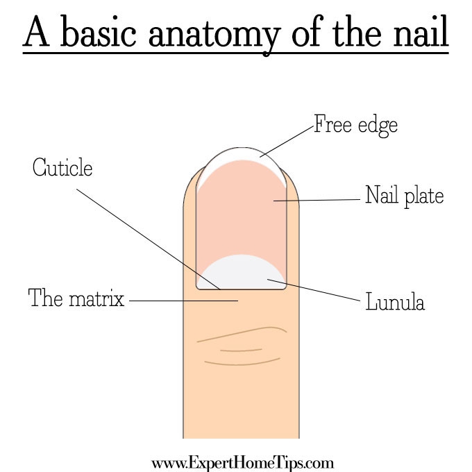 Diagram Of The Nail And Its Structure