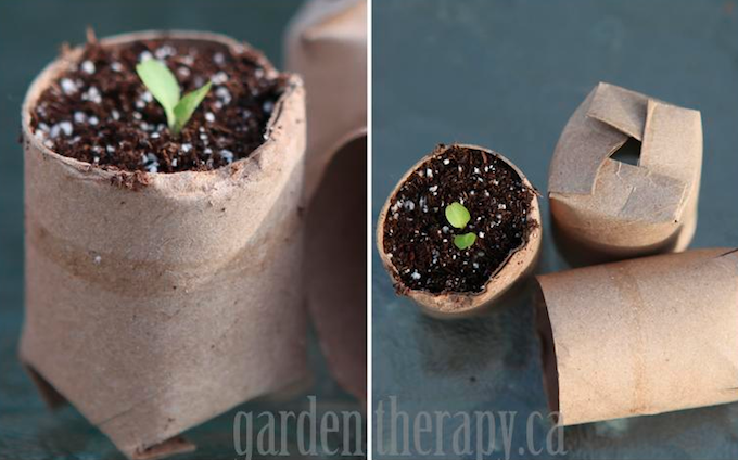 Toilet-Roll-Tubes-Seedling-Pots