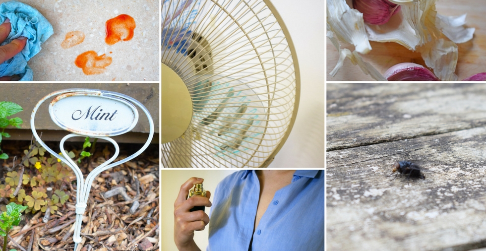 How To Keep Bugs Away The Natural Way Top 21 Methods Expert Home How To Keep Bugs Away The Natural Way Top 21 Methods