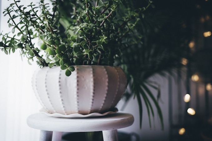 fairy lights and plants