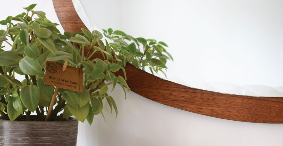 Wooden mirror and green plant