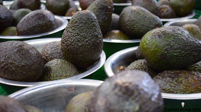 ripe avocados