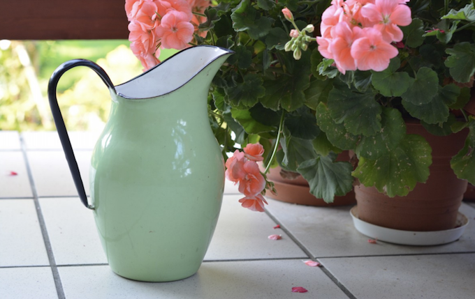 houseplant care