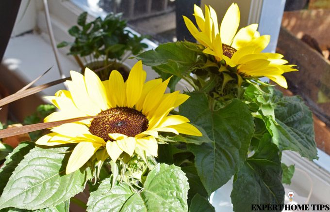 sunflowers houseplants