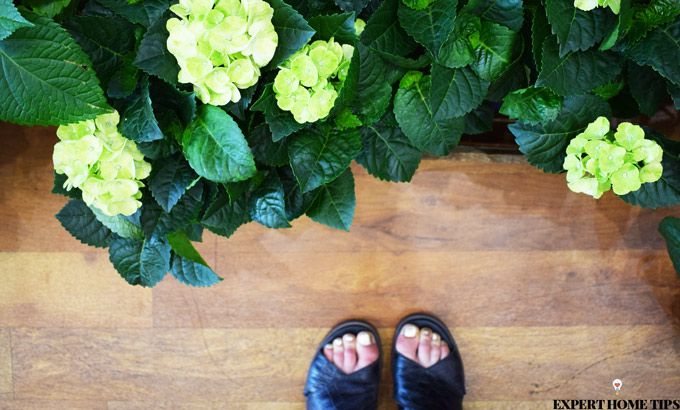florist houseplants