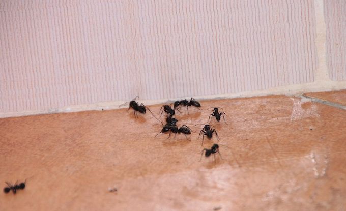 ant infestation