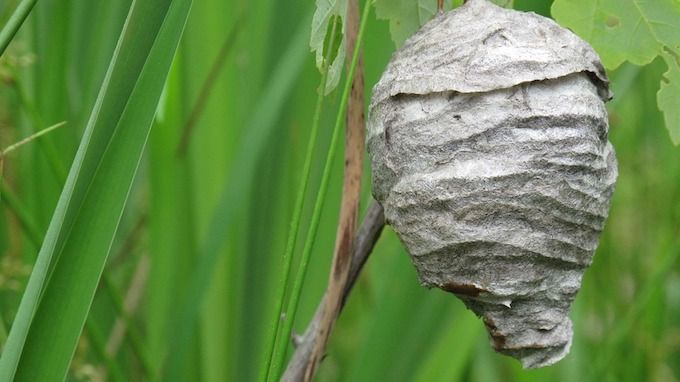 Nest or hive