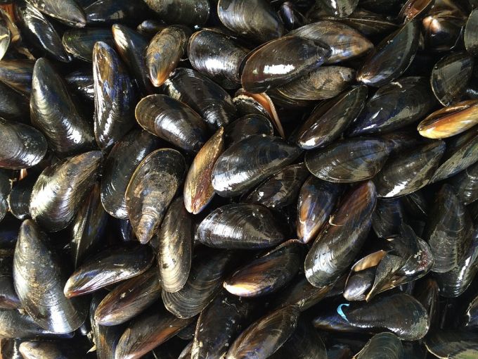 shellfish