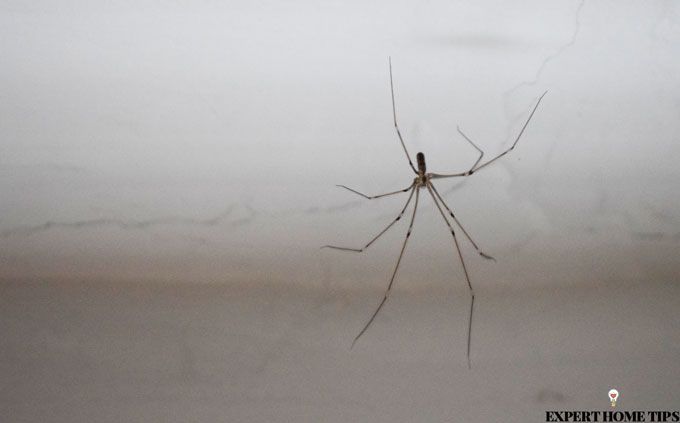 daddy long legs