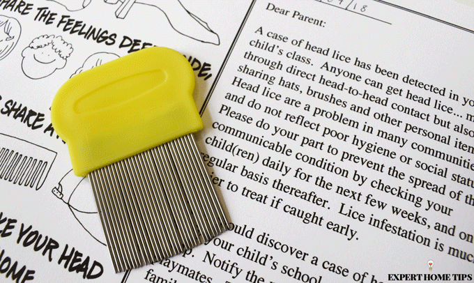 head lice school letter
