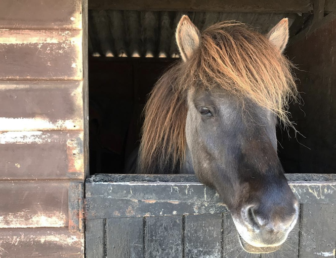 pony in stable