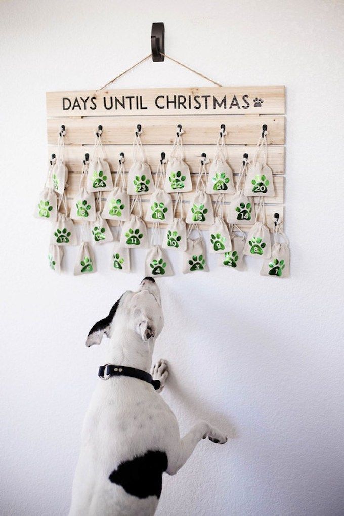 Dog treat advent calendar
