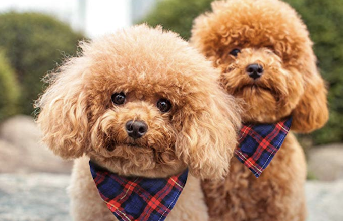 dog bandana