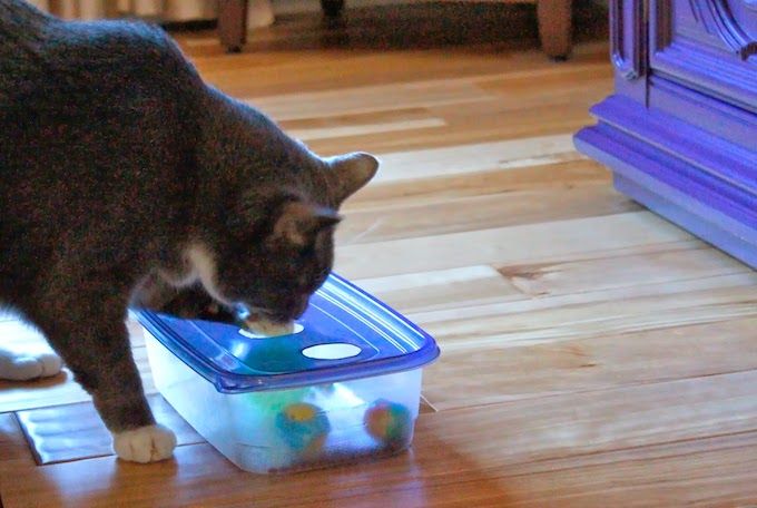 diy cat fun bpx